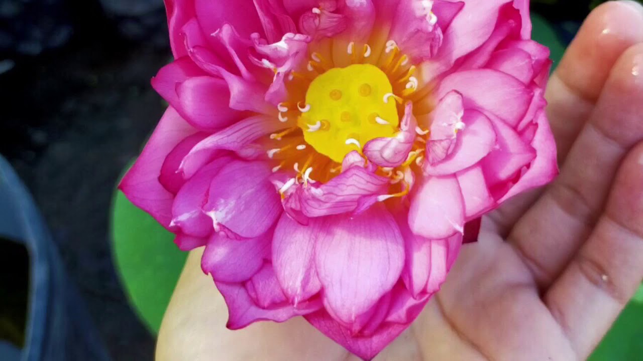 ?? Hoa sen nhật ( sen cung đình) cây đẹp đang hoa (80k) - Cây phong thủy