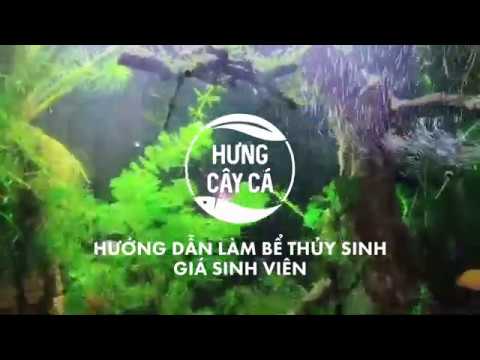 Hướng dẫn làm bể thủy sinh giá sinh viên #hungvlog #thuysinh