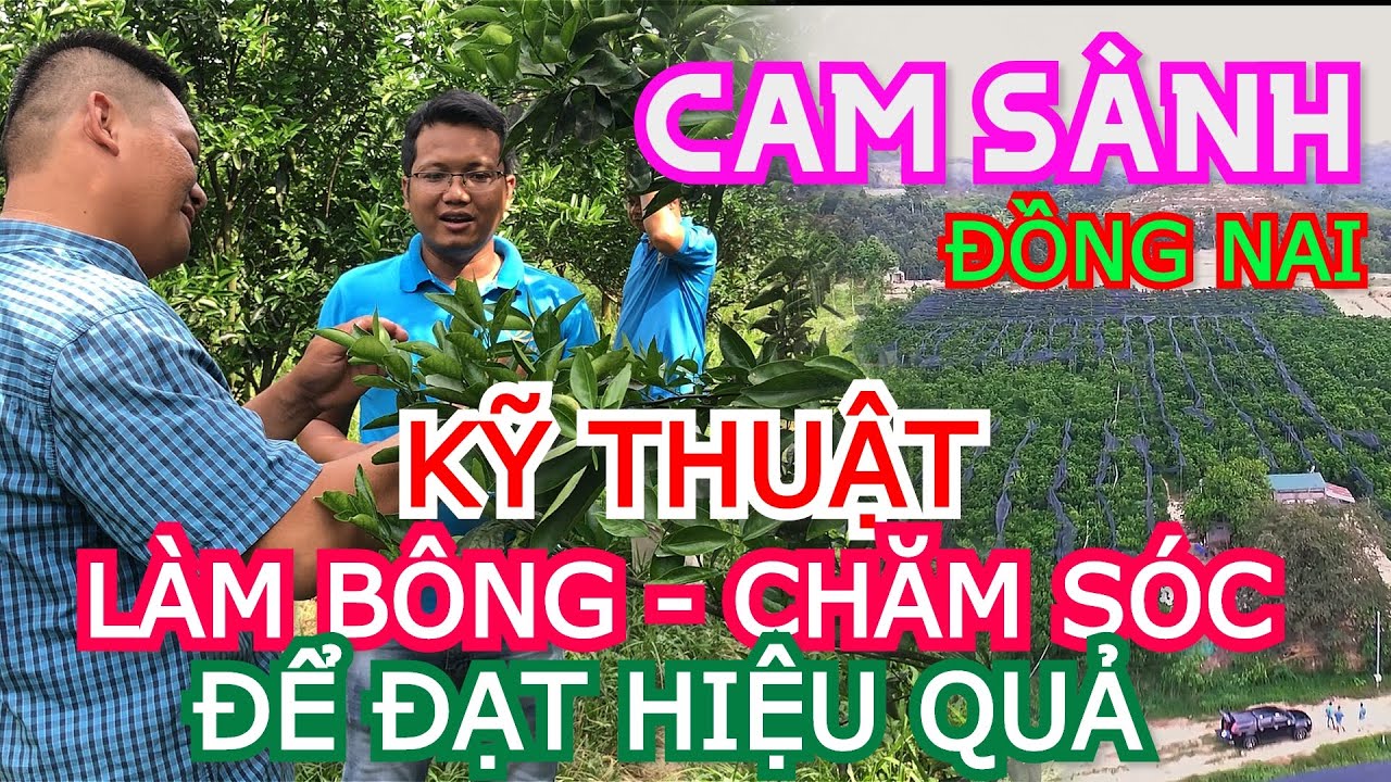 Kỹ thuật xử lý ra hoa và cách chăm sóc Cam Sành đạt hiệu quả cao - NÔNG NGHIỆP HỢP NHẤT