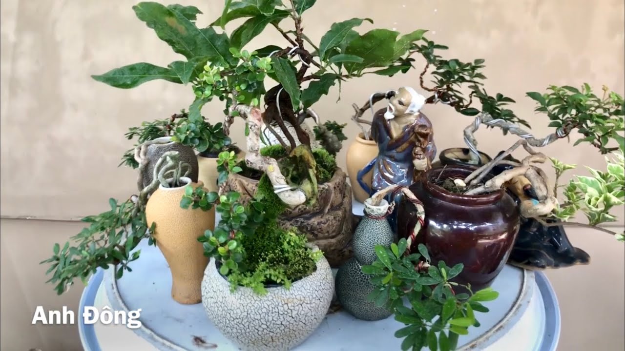 Loại cây nào chơi bonsai mini được