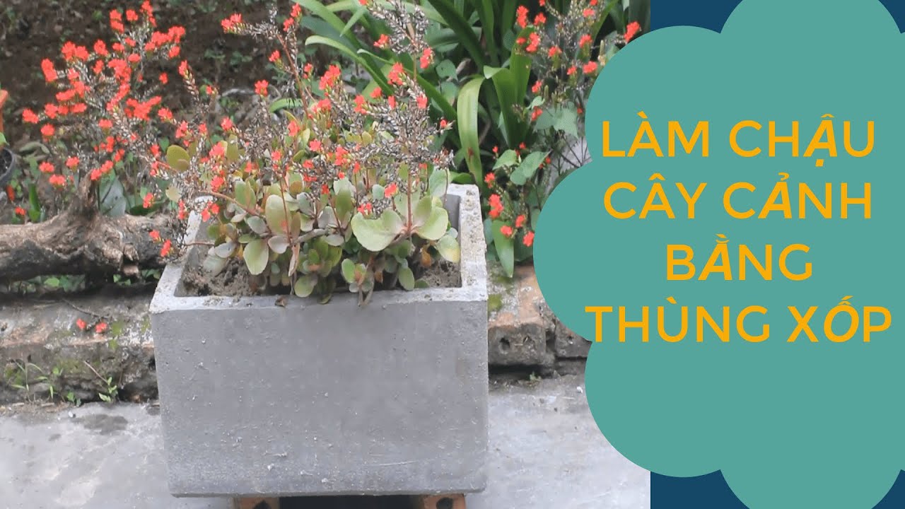 Làm chậu cây cảnh bằng thùng xốp/Make bonsai pots with a foam container