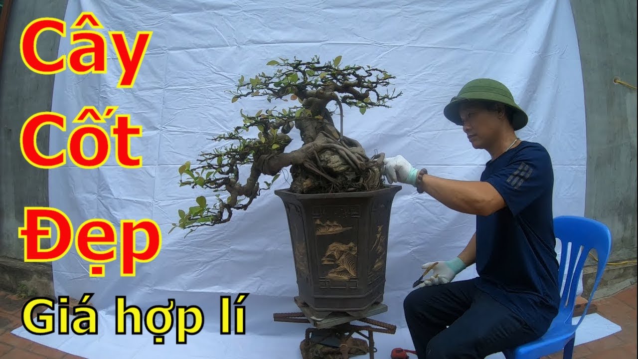 ✅Lô cây cảnh bonsai cốt chậu đẹp giới thiệu khán giả✔️BShp(28-A Đại 0967828345)