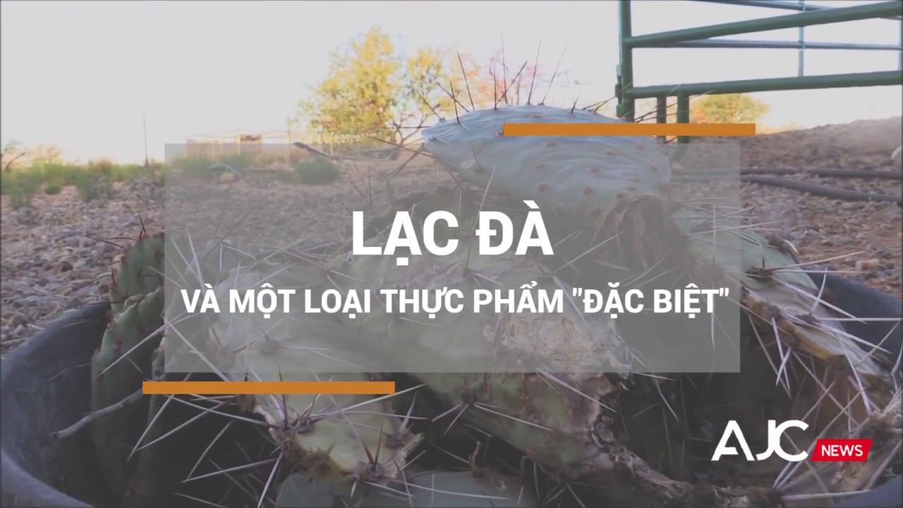 Lạc đà ăn xương rồng như một món ăn thường ngày