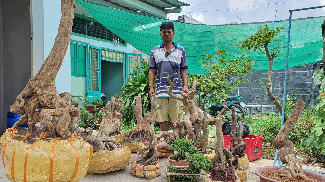 Mai vàng Bông trang Hoa giấy Sứ đỏ Kim giòn GL 30/5 ? 0706_398_713 A Hồng Bình Tân