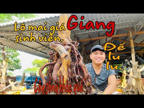 Mai vàng giá sinh viên giá đế Lu lu cây sống khỏe quá ngày 8/6/2020(Giang 0901028089)