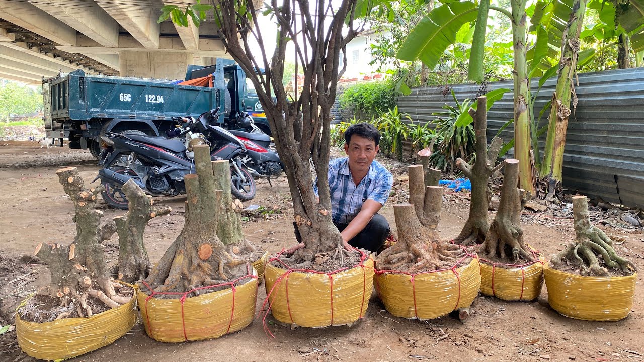 Mai vàng, tứ quý_Chiếu thủy_Mẫu đơn GLTQ ngày 08/6 | Thanh Trí