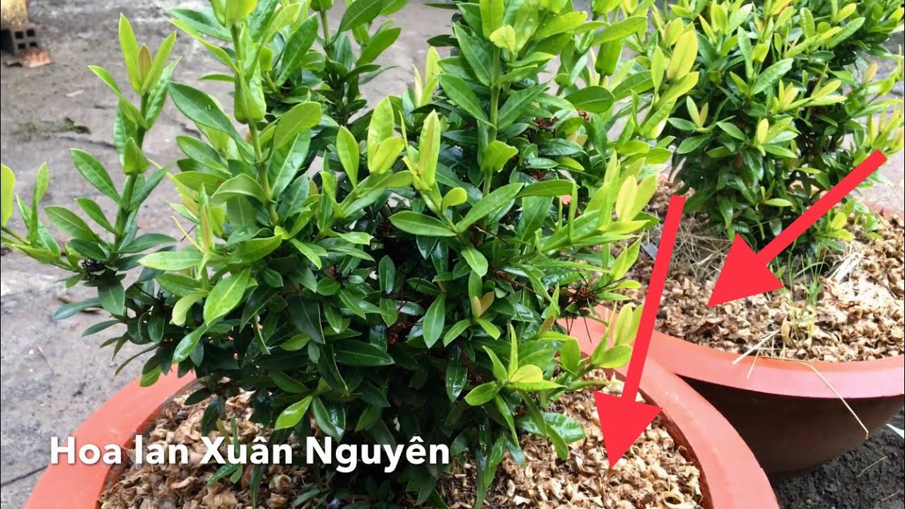 Mẹo khiến cây kiểng trong chậu luôn xanh tốt | easy tips for growing plants in containers