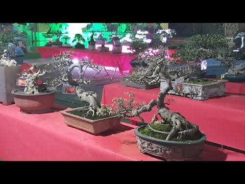 Ngắm Dàn Bonsai Đỉnh Cao Về Đêm