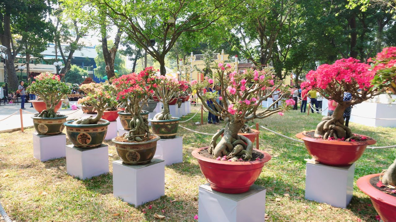 Ngắm tiểu cảnh bon sai đẹp tại Hội Hoa Xuân Công Viên Tao Đàn