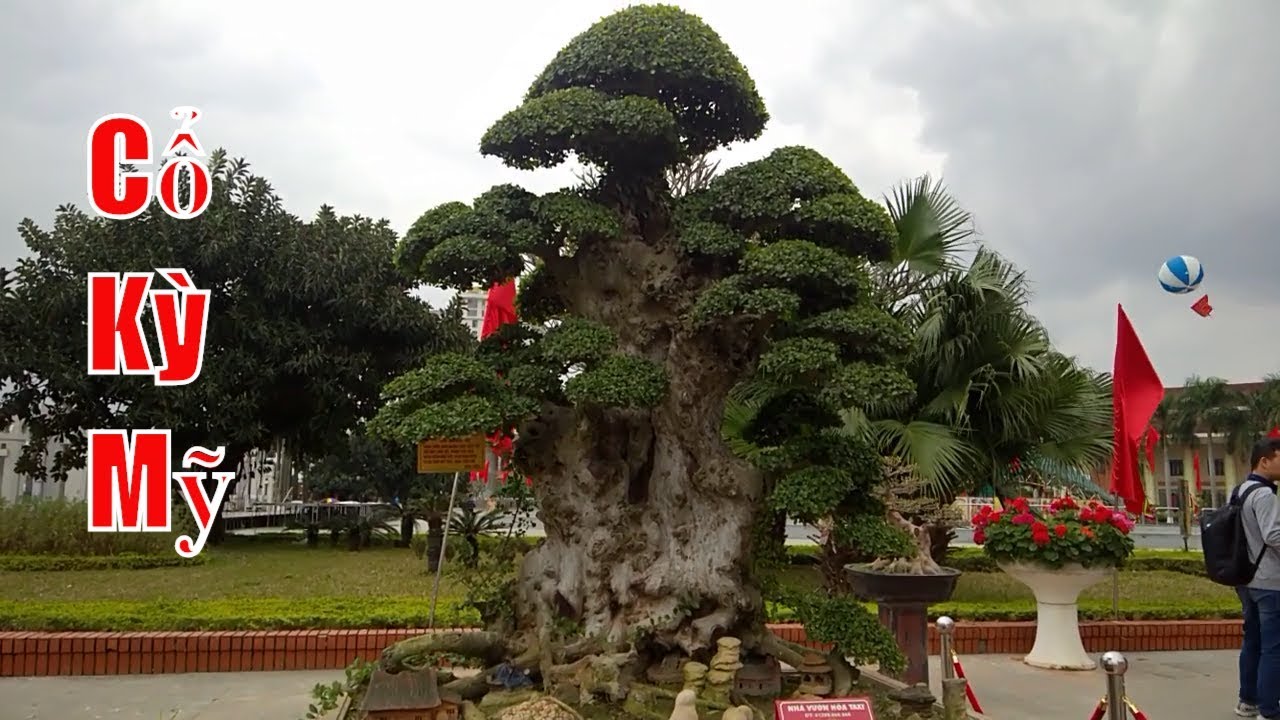 Nhiều cây cảnh cổ nhất Việt Nam, bonsai 1000 years old, dang tien thuy