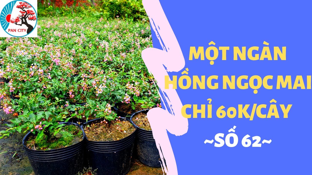 Pan City | Bonsai mini 62 | Một ngàn cây hồng ngọc mai mới nhập chỉ 60k/cây - ĐT/Zalo: 0349678335