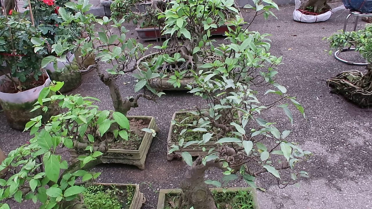 Phối Sung Bonsai mini giá RẼ bất ngờ 700K, dang tien thuy