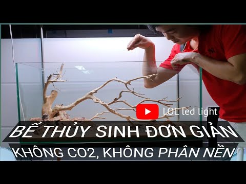 SETUP HỒ THỦY SINH ĐƠN GIẢN - KHÔNG CO2 - KHÔNG PHÂN NỀN | LOL Led light