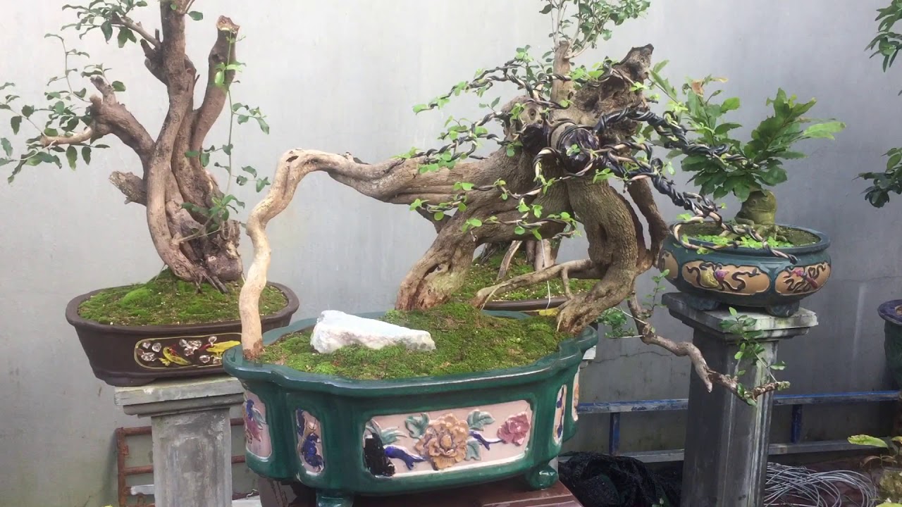 Sao cát (Kim tiền, Sam trâu). Lh: 0858113006, Facebook: Bonsai Trường Thi