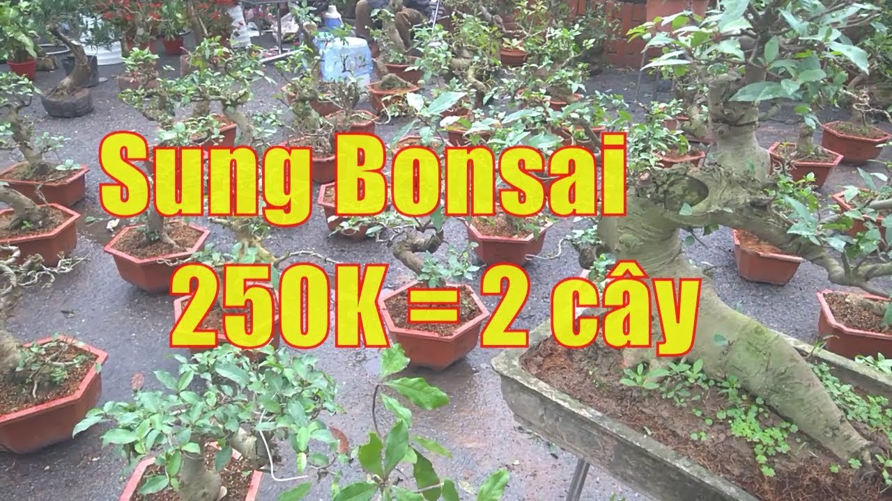 Sốc: Bonsai sung cảnh 250= 2 cây | triển lãm bonsai cây cảnh ở thị trấn Lim