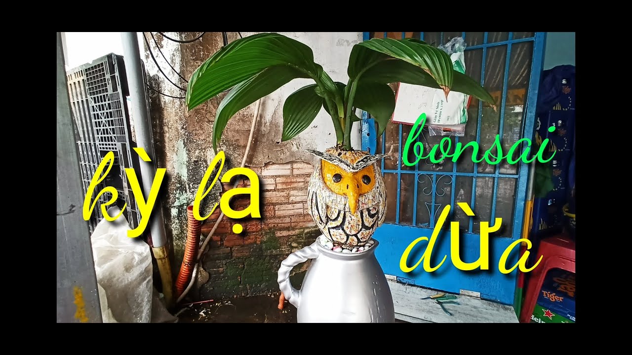 Thay chậu cây dừa Bonsai hình con chim cú