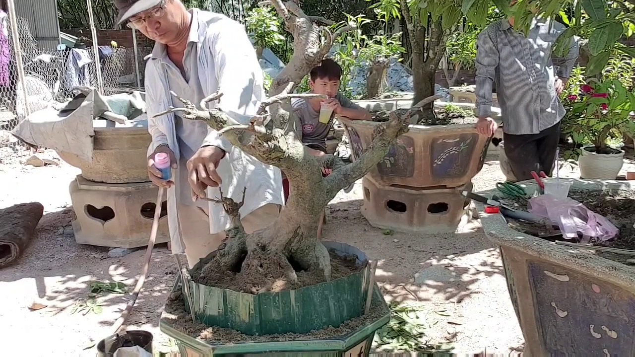 Thay giống và gom cây mai lớn thành cây bonsai