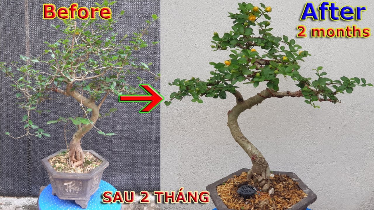 Thay đổi bất ngờ thành cây bonsai mini đẹp chỉ sau 2 tháng | QH 81