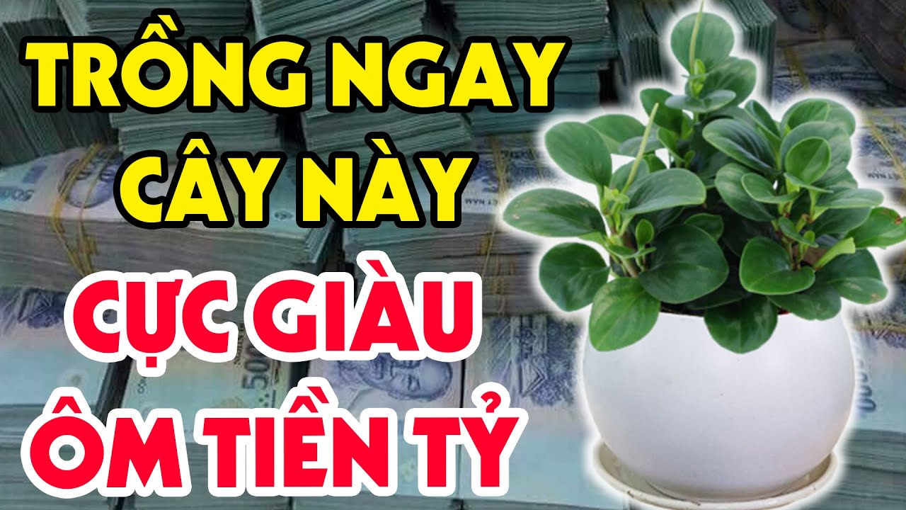 Thầy Phong Thủy Chỉ Ra LOẠI CÂY PHÁT TÀI Hơn Cả Cây LƯỠI HỔ, Bày Trong Nhà Tiền Bạc Ùn Ùn Kéo Đến