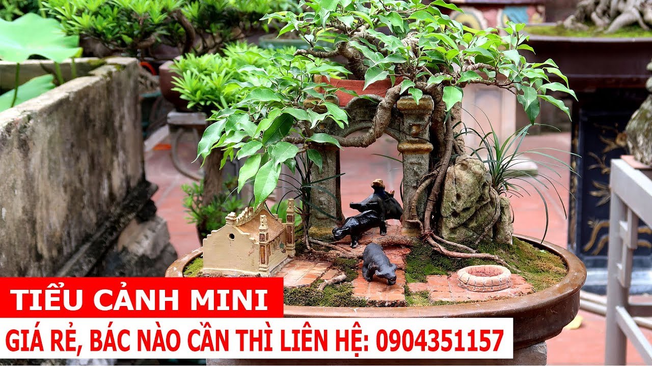 Tiểu cảnh giá rẻ, dễ chơi cho bác nào nhà chật hẹp