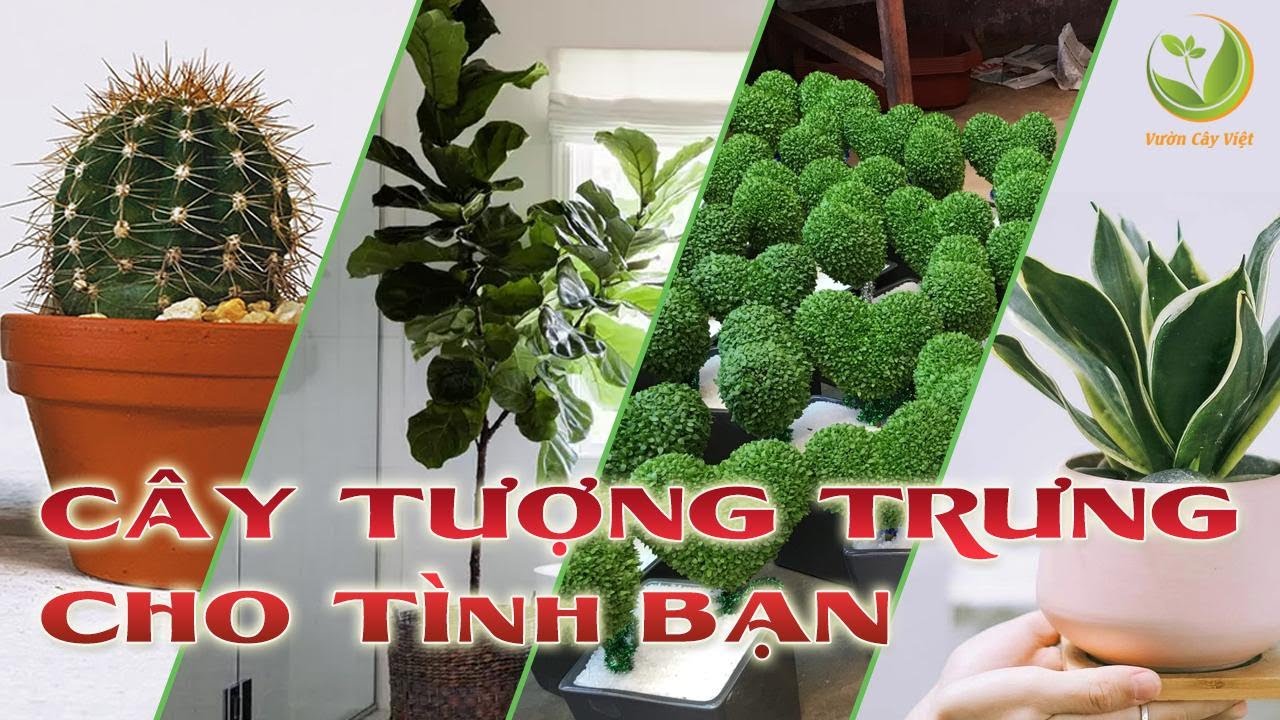 Top 4 cây cảnh tượng trưng cho tình bạn | Vườn Cây Việt