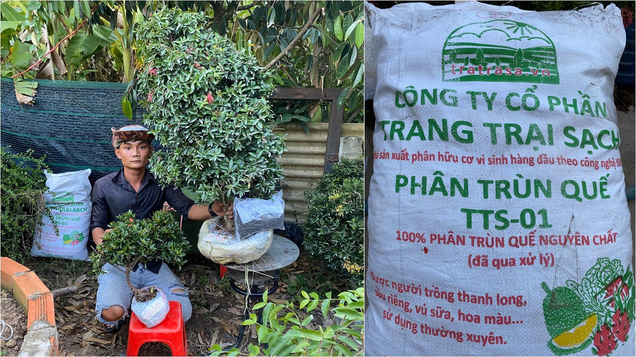 Trang vàng đỏ bonsai giá mềm và phân Trùng Quế GLTQ ngày 12/6 | Trần Linh