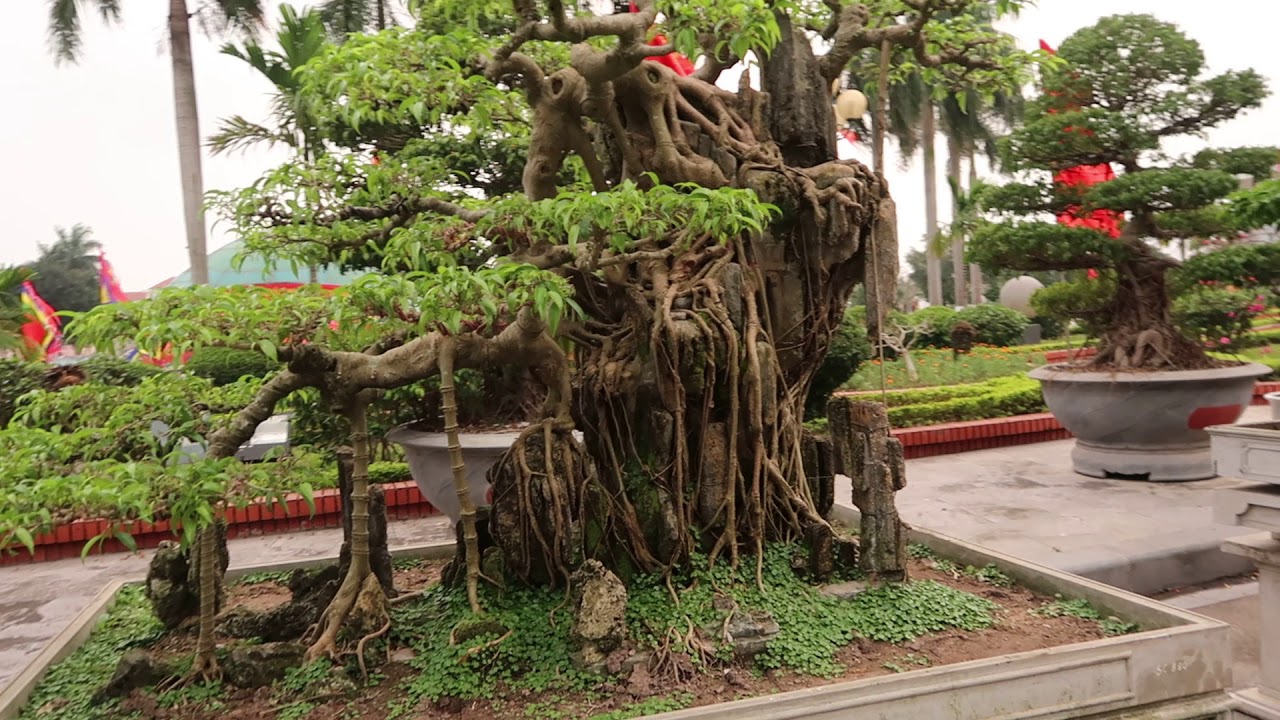 Triển lãm cây cảnh đẹp nhất việt nam ở Bắc Ninh, bonsai 101, dang tien thuy