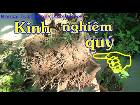 Tránh chết cây - Kinh nghiệm thay đất , hoặc lên chậu cho bonsai mini về mùa hè .