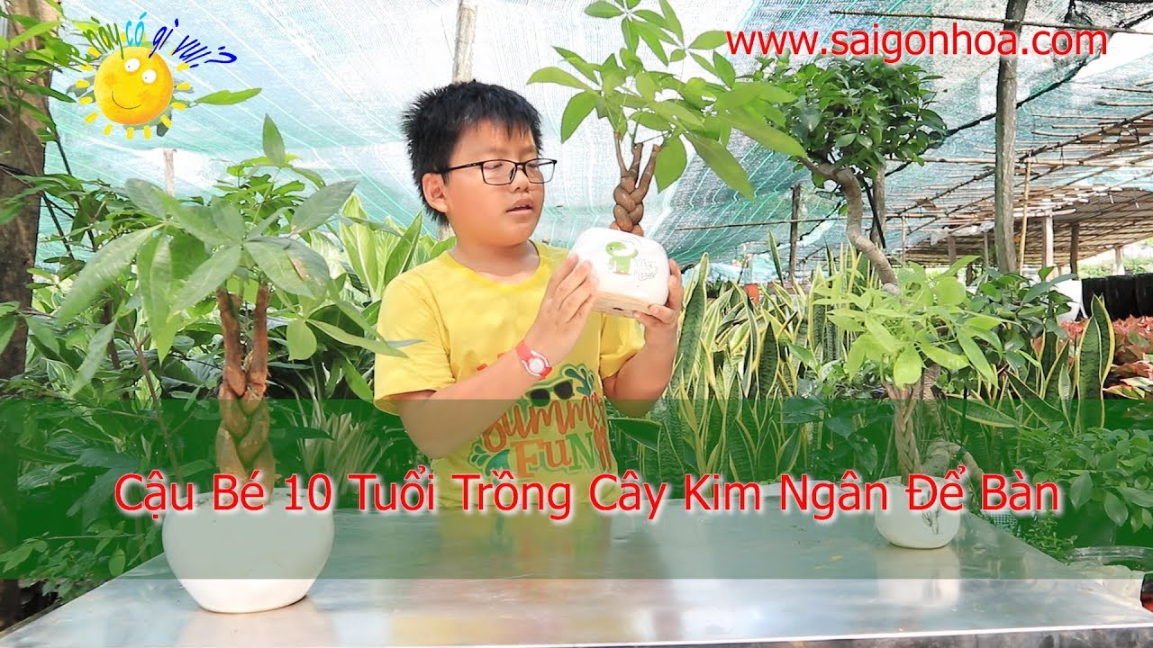 [Trồng Cây Cùng Lập] - Cậu Bé 10 Tuổi Trồng Cây Kim Ngân - Sài Gòn Hoa