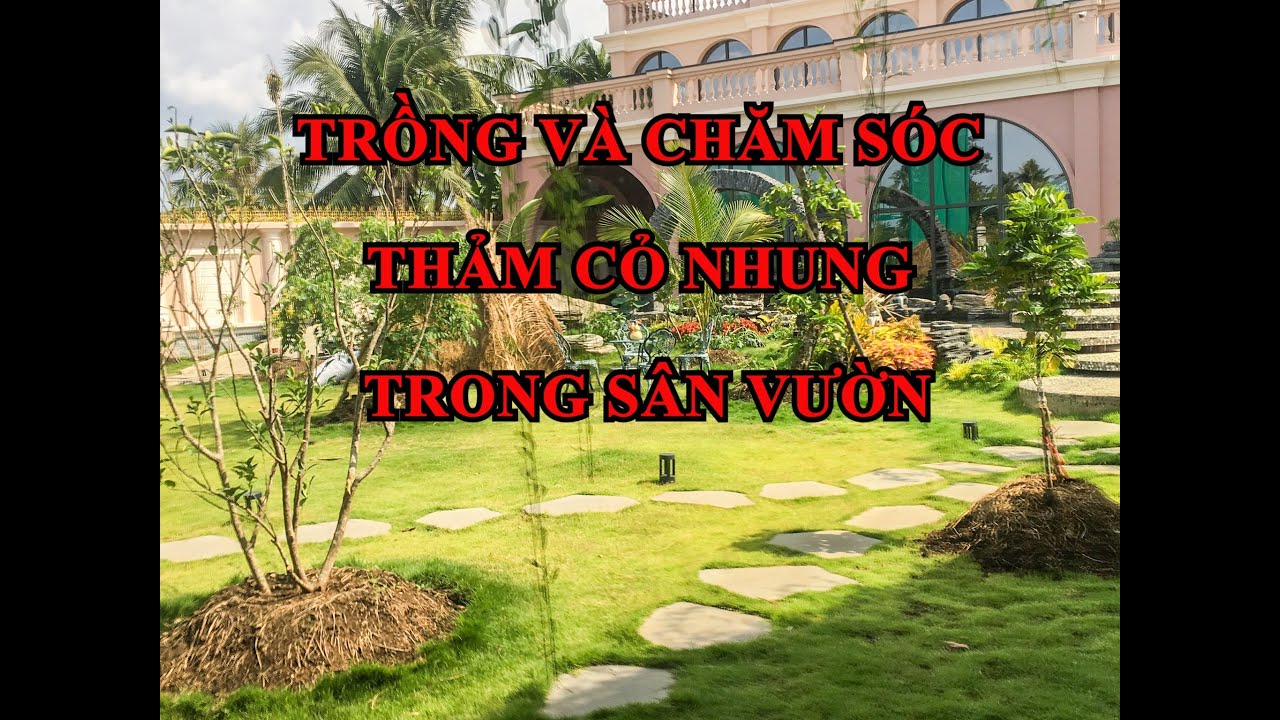 Trồng cỏ nhung sân vườn tưởng dễ nhưng sự thật ai ngờ !!!