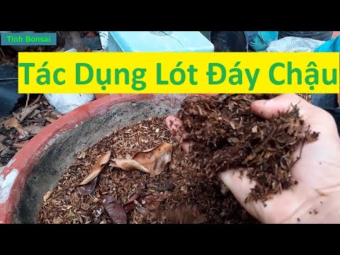 Tác Dụng Làm Đáy Chậu Mai Vàng Thông Thoáng | Tính Bonsai