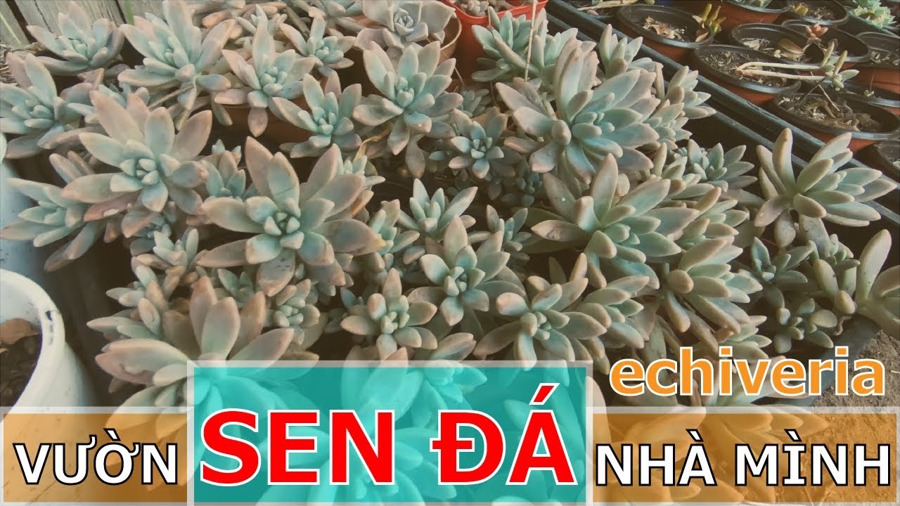 TẬP 17: VƯỜN SEN ĐÁ NHÀ MÌNH // ECHEVERIA