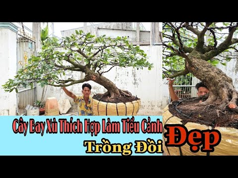 VDS1351: Giao Lưu Cây BAY Thích Hợp Làm Tiểu Cảnh Trồng Đồi Sân Vườn & đã giao lưu