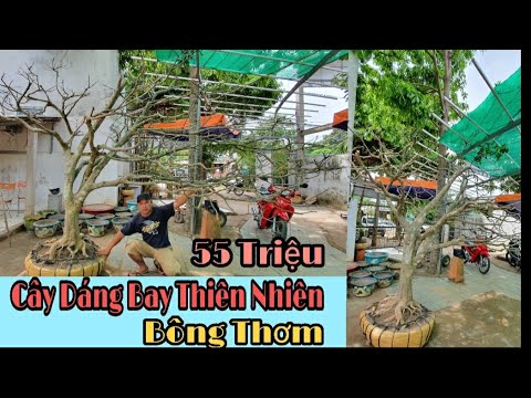 VDS1354: Giao Lưu Cây Bay Thiên Nhiên Đẹp Bông Thơm & đã giao lưu