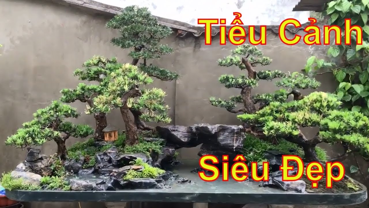 Vườn Bonsai mini tiểu cảnh của bác Dương Hà