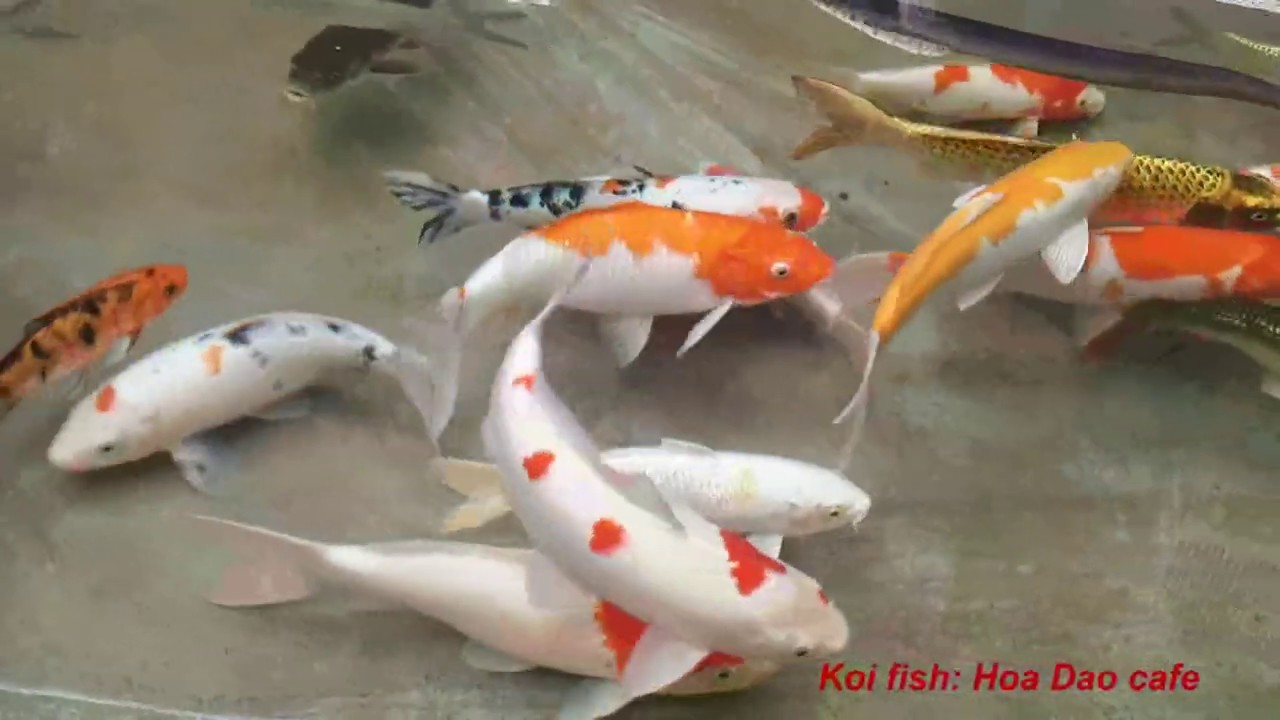 Win Tin | Tiểu cảnh đẹp - Beautiful miniatures - Koi fish