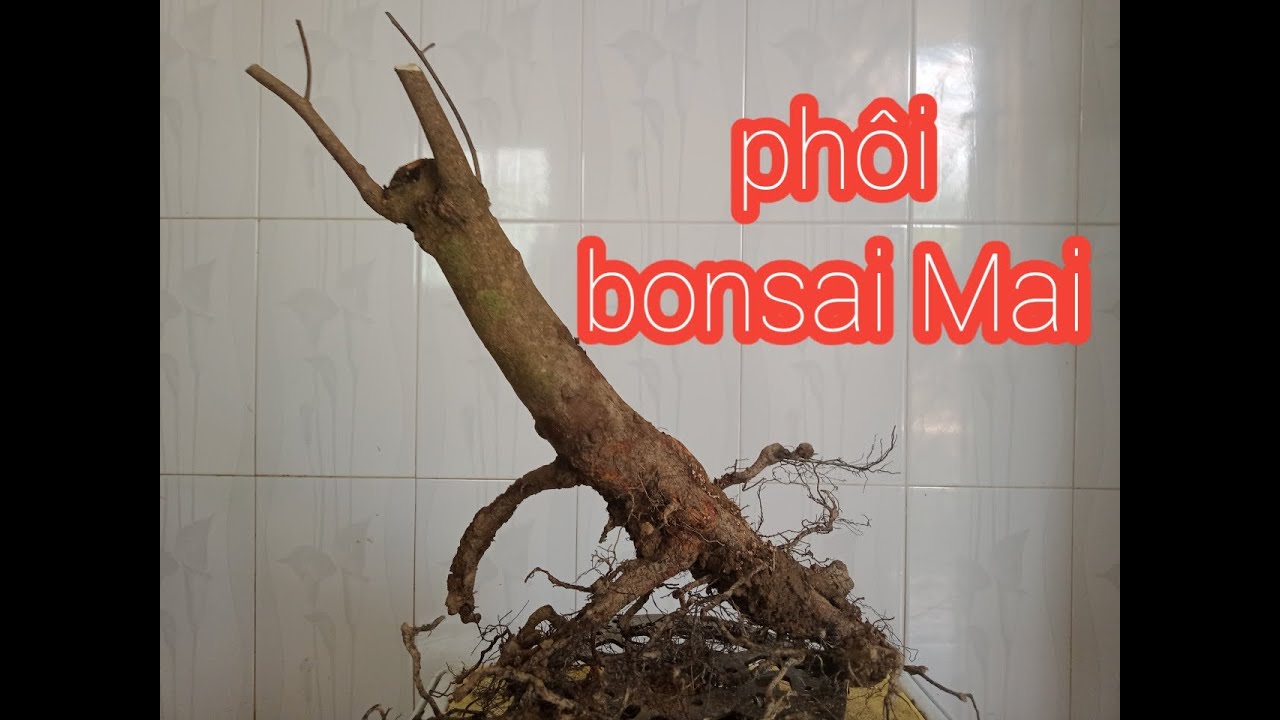 Xử lý phôi bonsai cây Mai vàng