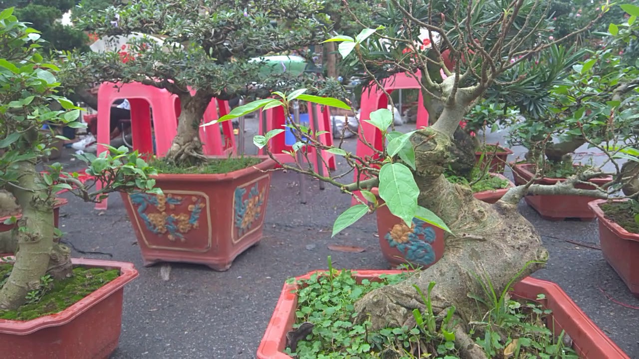 bonsai cây linh sam, cây sung đẹp quá dang tien thuy