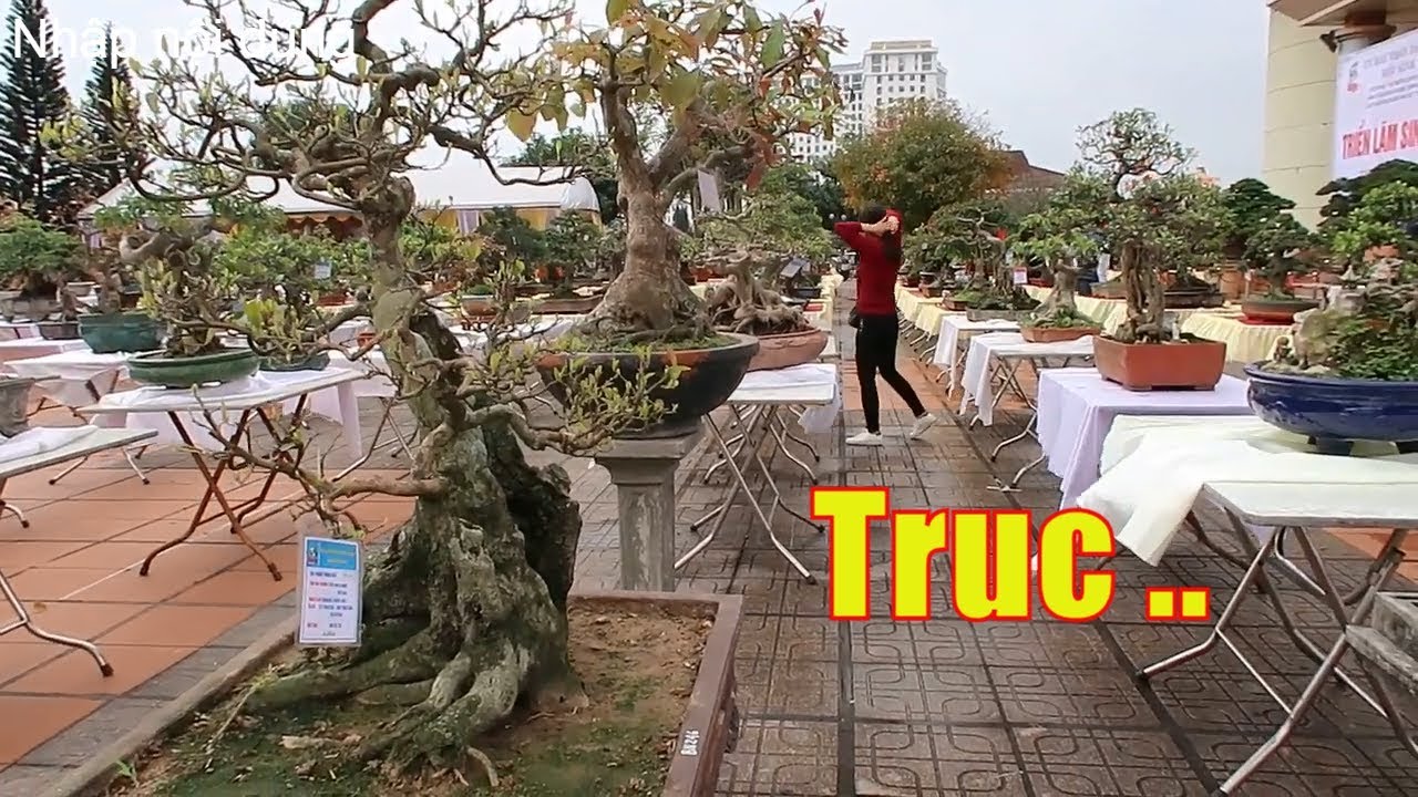 cây cảnh dáng trực hoành, bonsai herbs, dang tien thuy