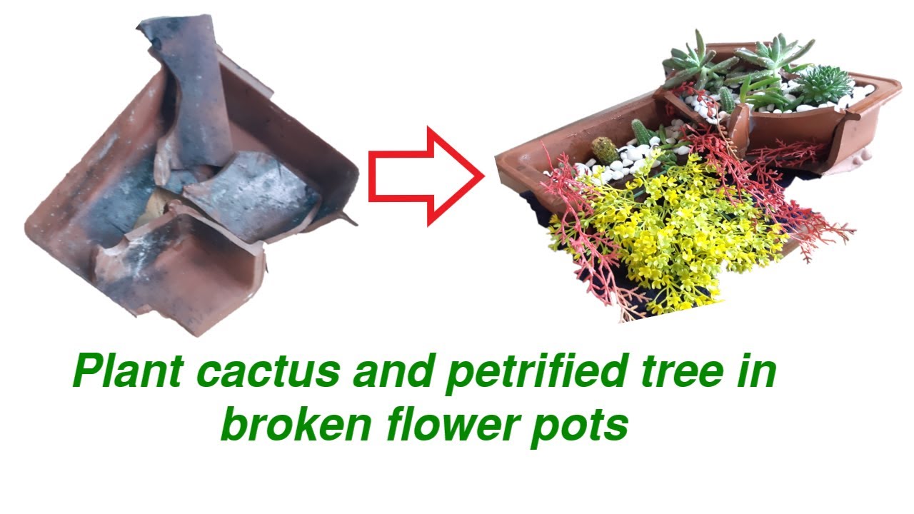 làm tiểu cảnh bằng chậu hoa vỡ tuyệt hay | Plant cactus in broken flower pot