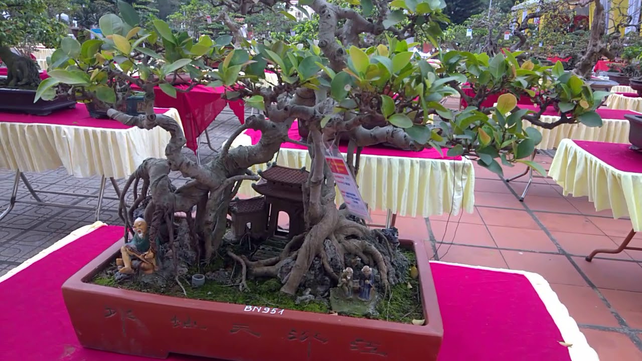 mua cây cảnh mini triển Lãm Bonsai, dang tien thuy