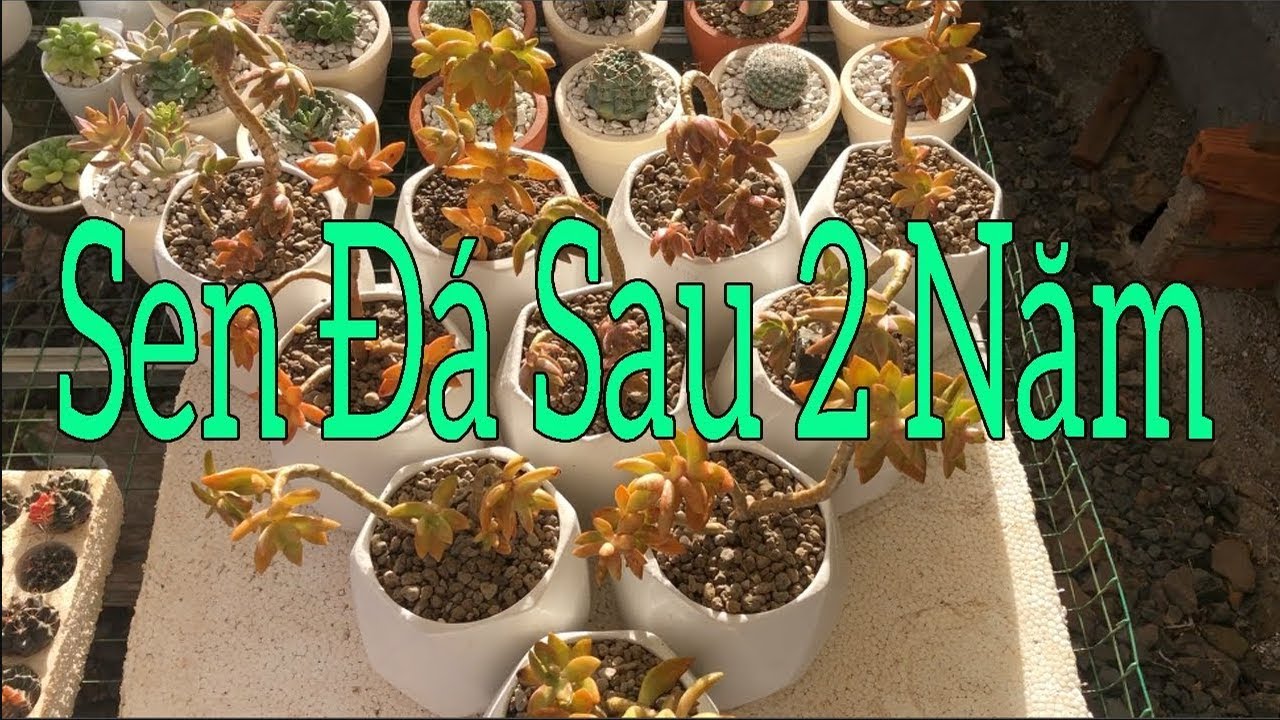 succulent Gia Nghia | phục hồi sen đá sau 2 năm bỏ bê