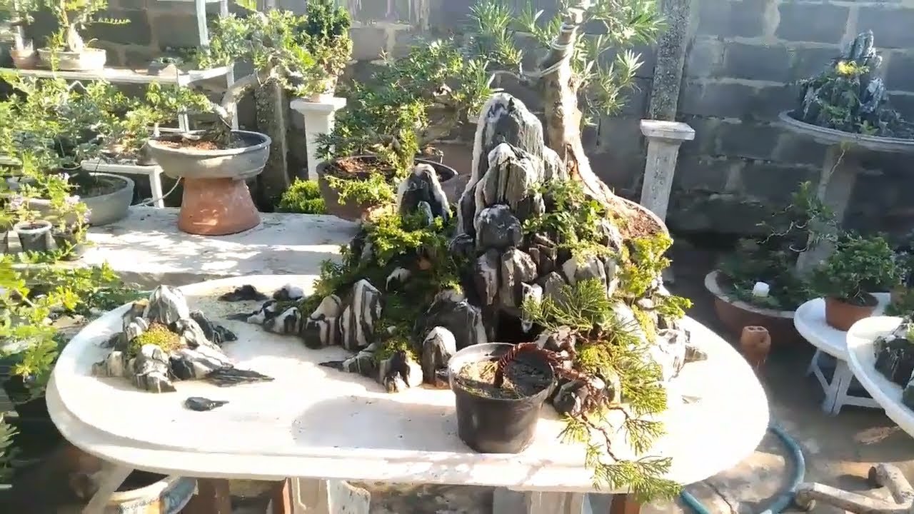 tiểu cảnh bonsai đẹp nhất