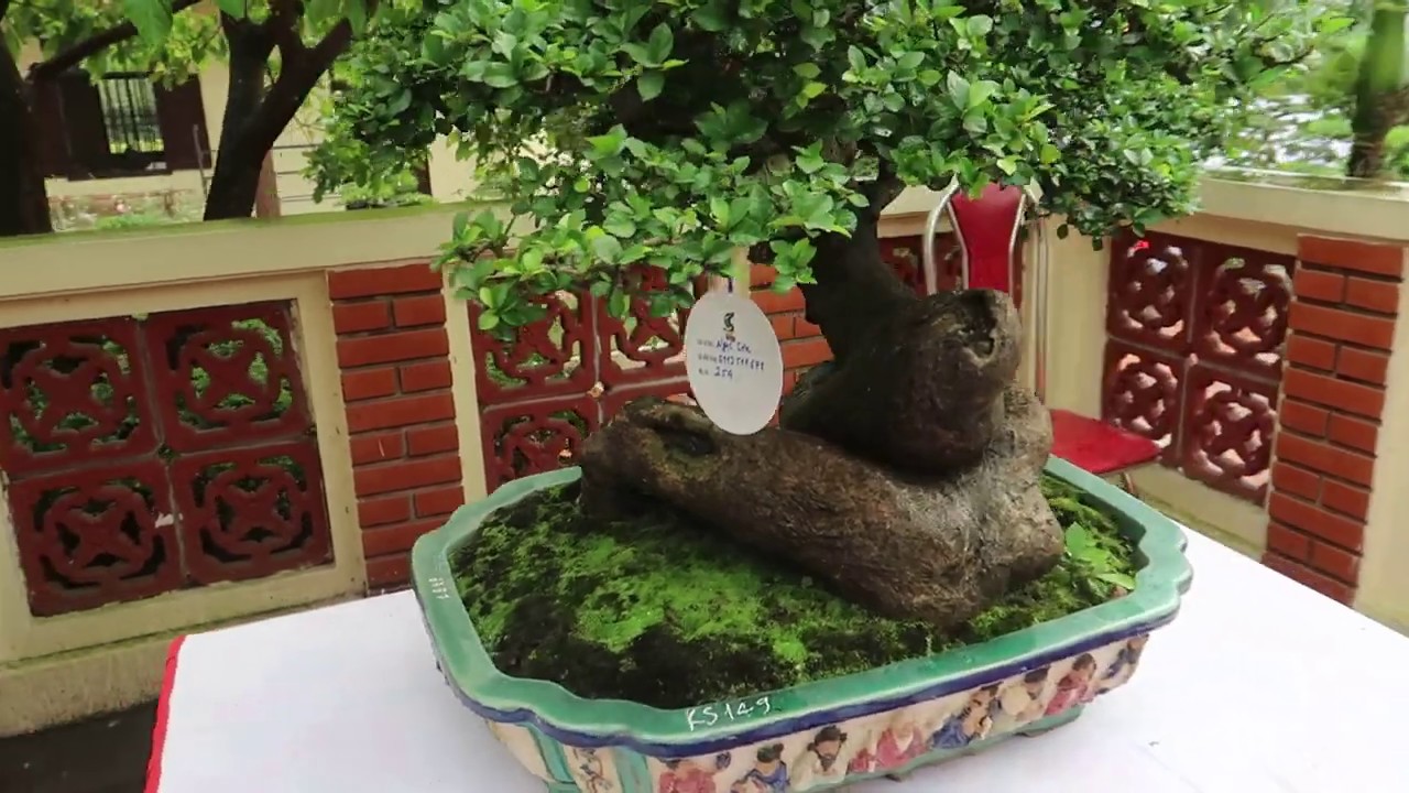 toàn cây cảnh đẹp , bonsai dị thường