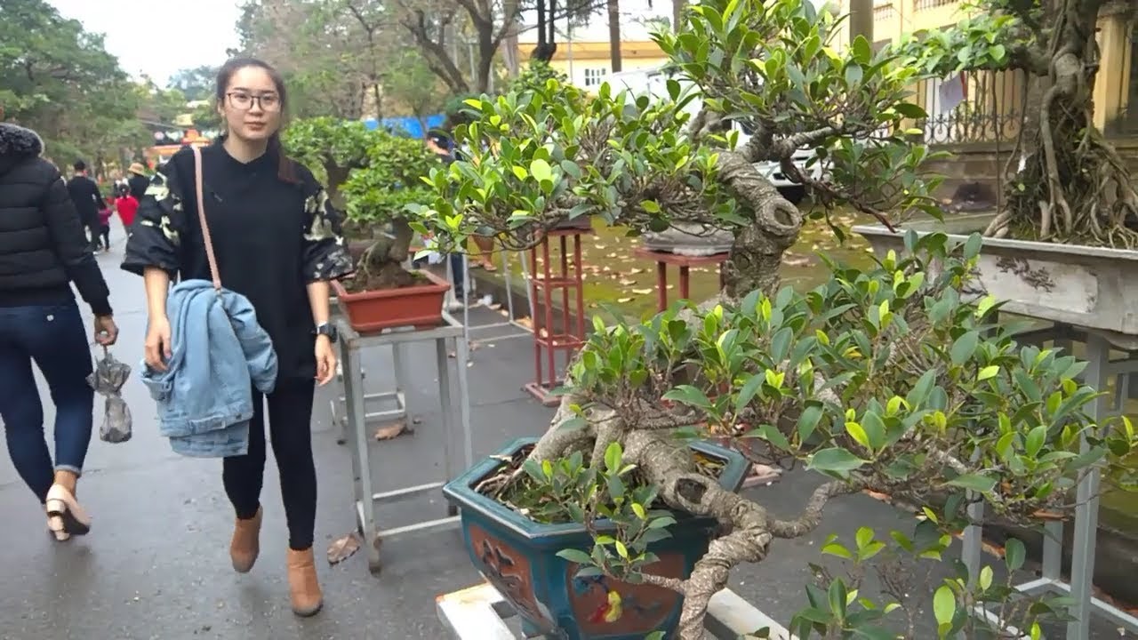 triển lãm bonsai hội lim 2019 cực đẹp