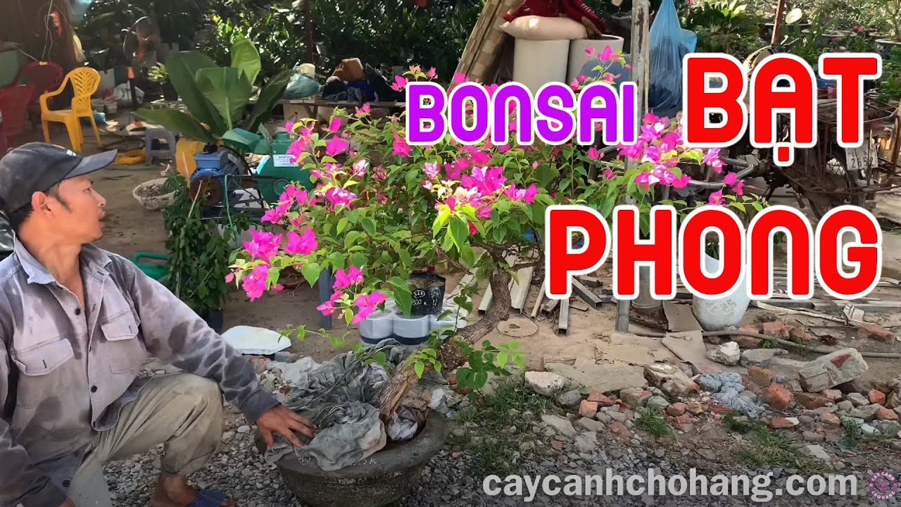 451. Bonsai Bạt Phong Gả Về Vĩnh Phúc | CÂY CẢNH CHỢ HÀNG | Hải Phòng