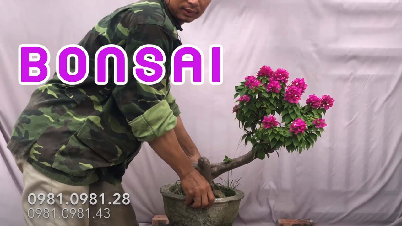 453. Báo Giá Cây Bonsai | CÂY CẢNH CHỢ HÀNG | Hải Phòng