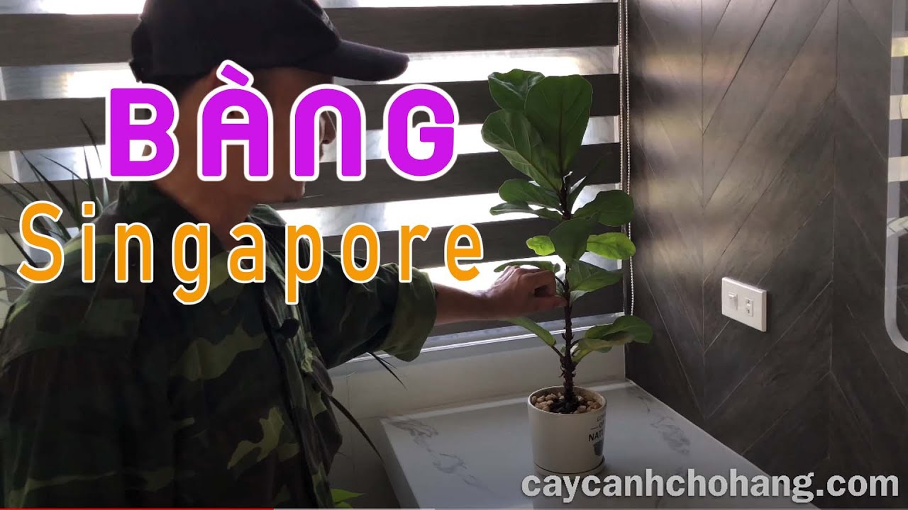 455. Bàng Singapore Tại Nhà Khách Hàng | CÂY CẢNH CHỢ HÀNG | Hải Phòng