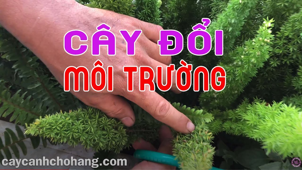 Cây Thay Đổi Môi Trường Xử Lý Như Thế Nào? | CÂY CẢNH CHỢ HÀNG | Hải Phòng