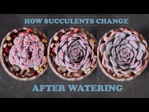 How succulents change after watering - Timelapse| Sen đá biến đổi sau khi tưới nước|다육이들|Suculentas